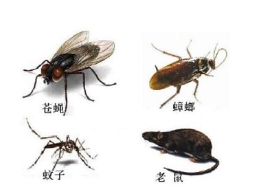 广州除四害公司——有什么方法可以更好有效的除四害