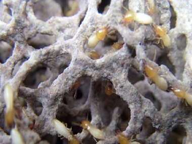 沙河验收白蚁机构怎么快速有效消灭白蚁危害？