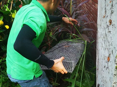 元岗病媒生物防控所——蛇的弱点是什么